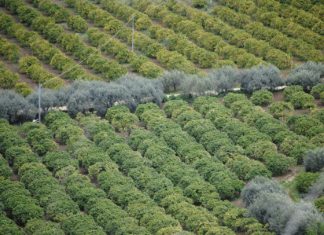 Droni in volo sugli agrumeti siciliani
