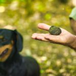 Alla_ricerca_del_tartufo_a_Volterra_con-il-cane_v3