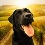 Bisteccata-alla-cantina-con-il-tuo-cane-a-Pisa