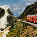 Trenino-rosso-del-bernina-con-un-cane