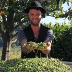 olive raccolte Pasquale Comegna