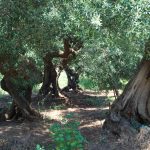 uliveti millenari Puglia