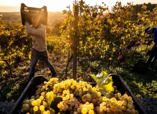 Etna DOC: qualità eccellente e ottime prospettive per la vendemmia 2022