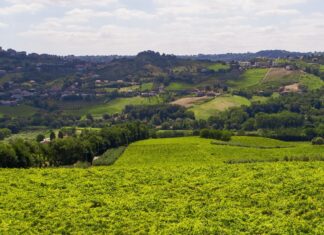 Vini d’Abruzzo: interventi straordinari per salvaguardarne il mercato