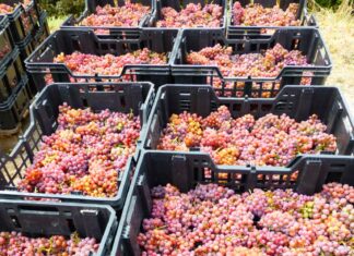 Dolce Toscana nel vino: passato, presente e futuro