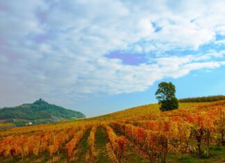 Consorzio Barbera d’Asti e Vini del Monferrato al Vinitaly