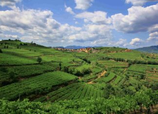 Suavia: pionieri e custodi della rinascita del Trebbiano di Soave