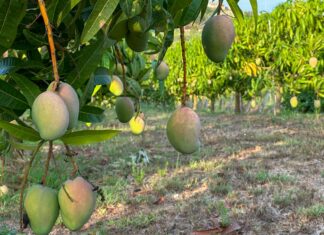Al via la V edizione di “Tropicalia – Le Vie del Mango”