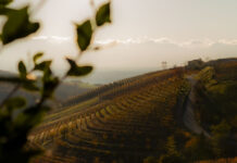 Poderi Luigi Einaudi: una vendemmia precoce e di equilibrio
