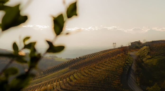 Poderi Luigi Einaudi: una vendemmia precoce e di equilibrio