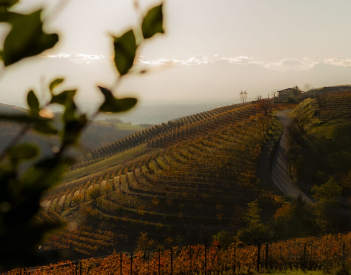 Poderi Einaudi_Vigneti (28)
