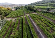 Vendemmia 2026, Cantina Tedeschi: poca uva, grandi promesse