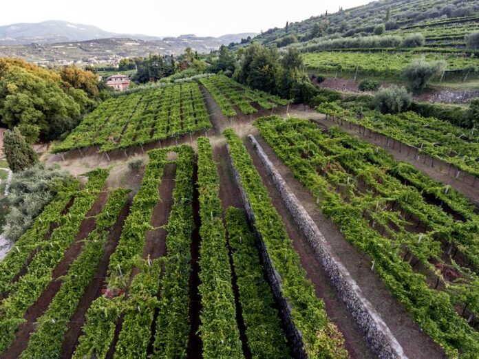 vendemmia cantina tedeschi